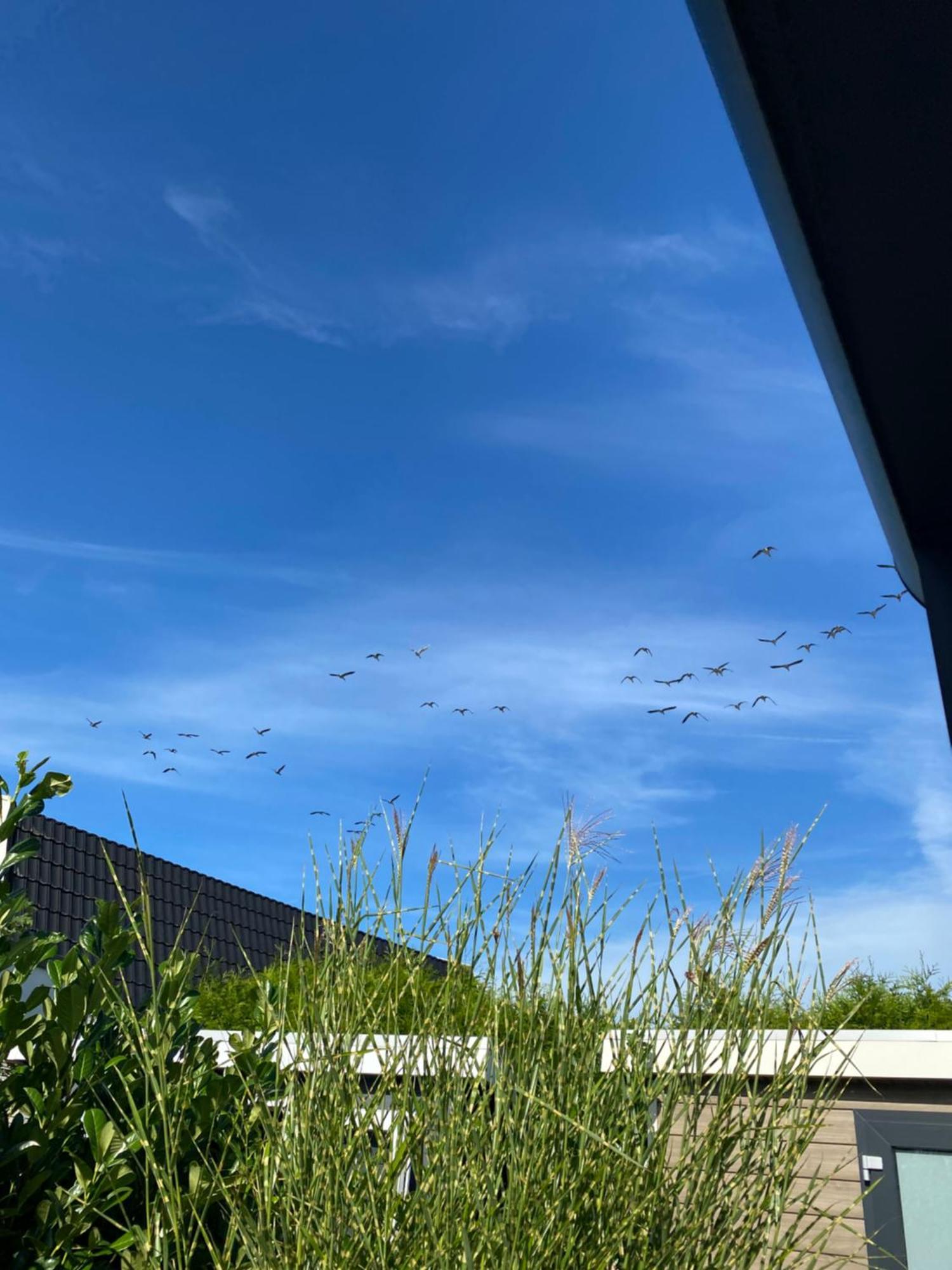 Luxus Cube Ferienhaus Chalet Am See Mit Schwimmbad In Lathum Nl Exteriör bild